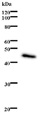 Western blot - Anti-BDP1 antibody [2073D1a] (AB74415)