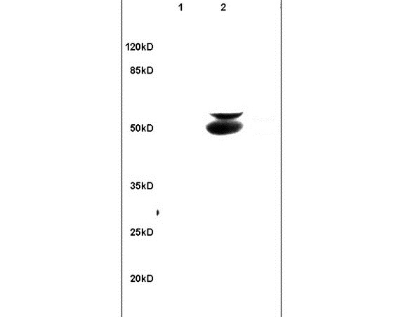Western blot - Anti-Beclin 1 antibody (AB217179), expandable thumbnail