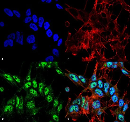 Immunocytochemistry/ Immunofluorescence - Anti-Beclin 1 antibody (AB223348)