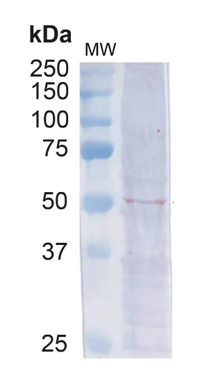 Western blot - Anti-Beclin 1 antibody (AB223348)