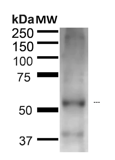 Western blot - Anti-Beclin 1 antibody (AB223348)