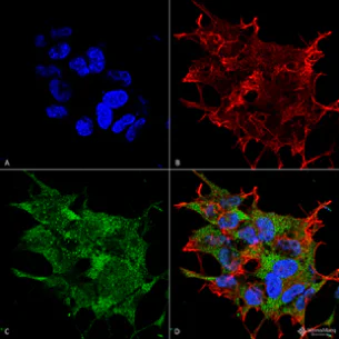 Immunocytochemistry/ Immunofluorescence - Anti-Beclin 1 antibody (AB223372)
