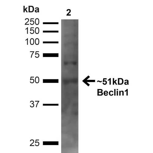 Western blot - Anti-Beclin 1 antibody (AB223372)