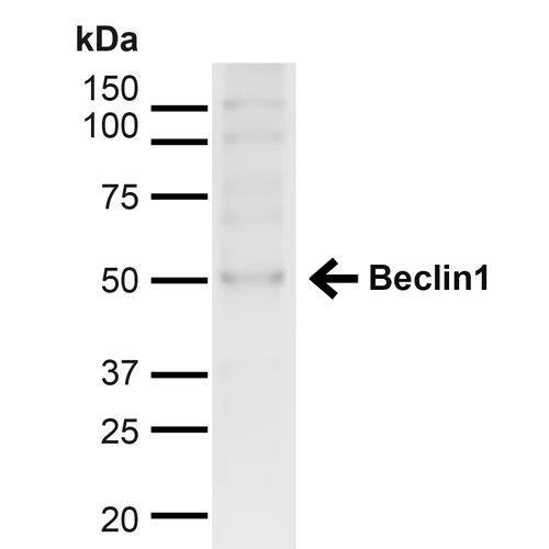 Western blot - Anti-Beclin 1 antibody (AB223372)