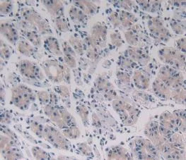 Immunohistochemistry (Formalin/PFA-fixed paraffin-embedded sections) - Anti-Beclin 1 antibody (AB231341)