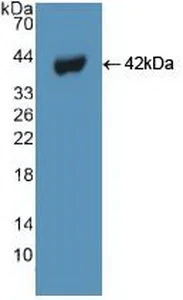 Western blot - Anti-Beclin 1 antibody (AB231341)