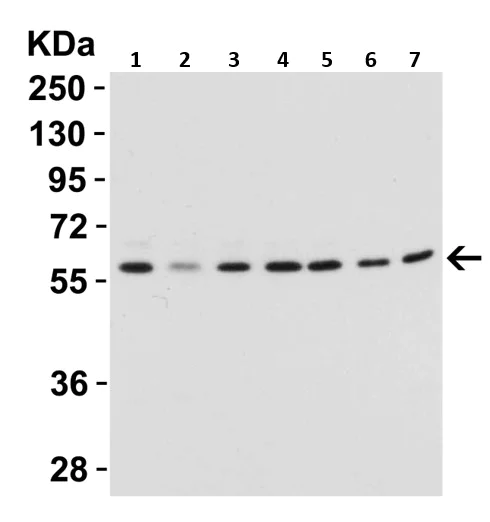 Western blot - Anti-Beclin 1 antibody (AB62557)