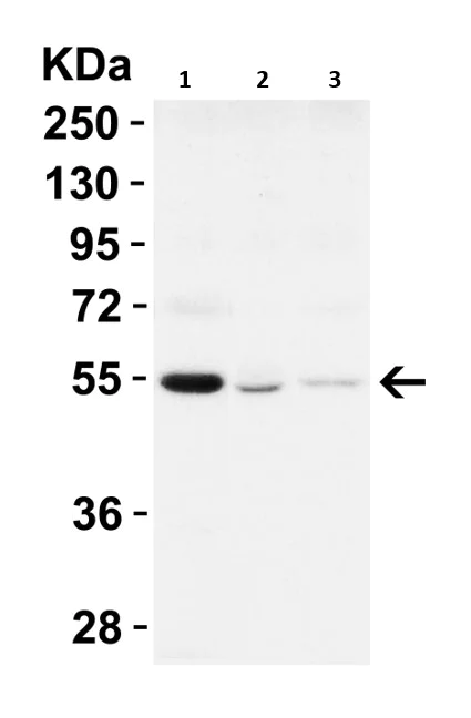 Western blot - Anti-Beclin 1 antibody (AB62557)