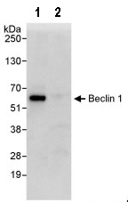 Immunoprecipitation - Anti-Beclin 1 antibody (AB92389), expandable thumbnail