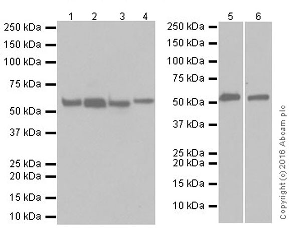Western blot - Anti-Beclin 1 antibody [EPR19662] (AB207612), expandable thumbnail