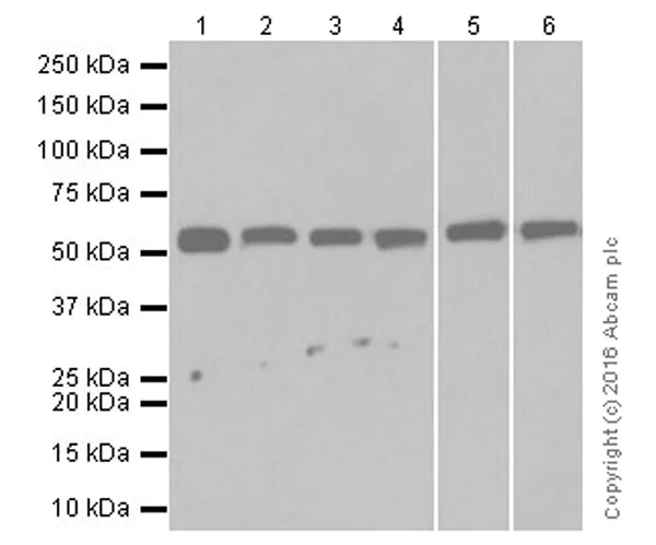 Western blot - Anti-Beclin 1 antibody [EPR19662] (AB207612)