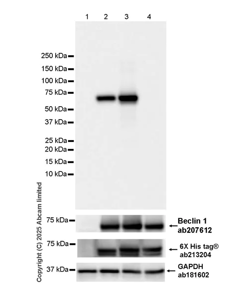 Western blot - Anti-Beclin 1 antibody [EPR19662] (AB207612)