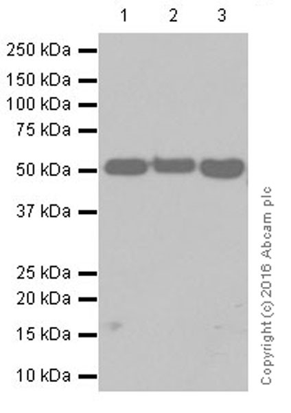 Western blot - Anti-Beclin 1 antibody [EPR19662] (AB207612), expandable thumbnail