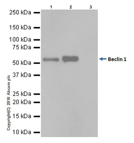 Immunoprecipitation - Anti-Beclin 1 antibody [EPR19662] - BSA and Azide free (AB227107)