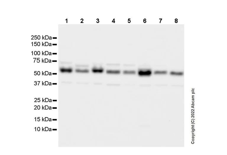 Western blot - Anti-Beclin-1 antibody [EPR19662] - Chicken IgY (Chimeric) - BSA and Azide free (AB302670)