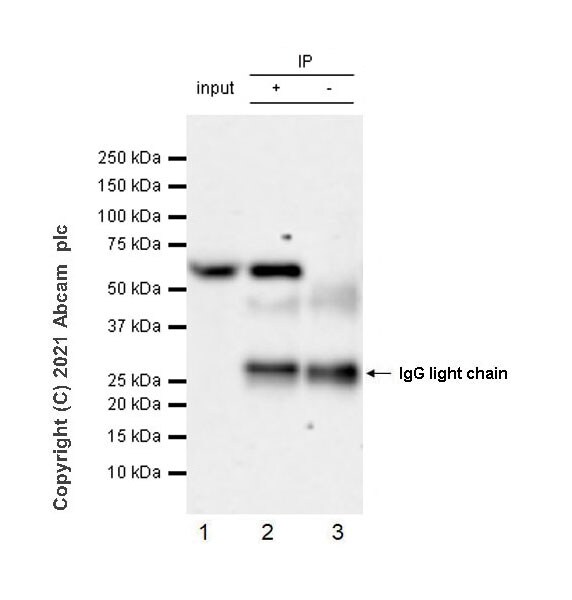 Immunoprecipitation - Anti-Beclin 1 antibody [EPR19662] - Mouse IgG2a (Chimeric) (AB289864), expandable thumbnail