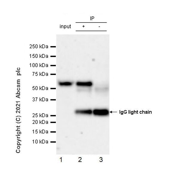 Immunoprecipitation - Anti-Beclin 1 antibody [EPR19662] - Mouse IgG2a (Chimeric) (AB289864), expandable thumbnail