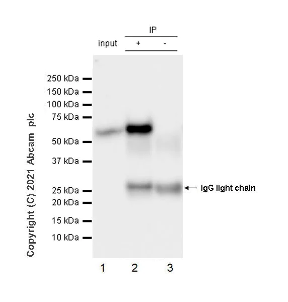 Immunoprecipitation - Anti-Beclin 1 antibody [EPR19662] - Mouse IgG2a (Chimeric) - BSA and Azide free (AB289873)