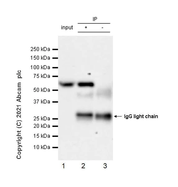 Immunoprecipitation - Anti-Beclin 1 antibody [EPR19662] - Mouse IgG2a (Chimeric) - BSA and Azide free (AB289873)