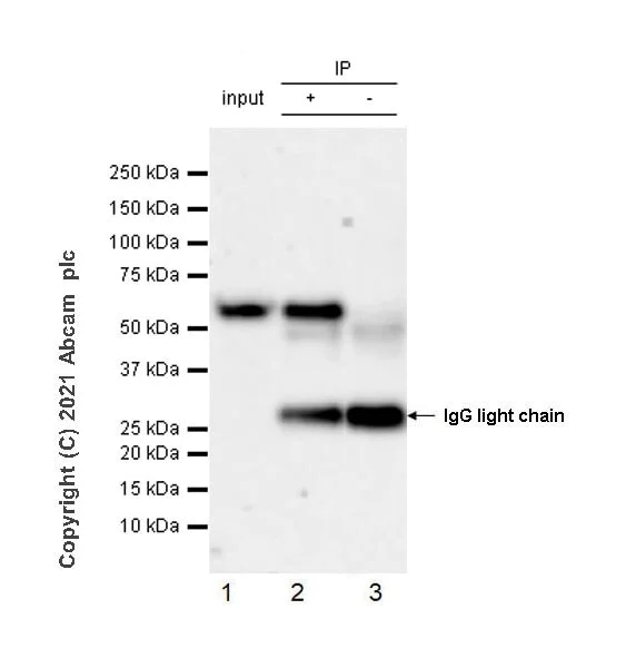 Immunoprecipitation - Anti-Beclin 1 antibody [EPR19662] - Mouse IgG2a (Chimeric) - BSA and Azide free (AB289873)
