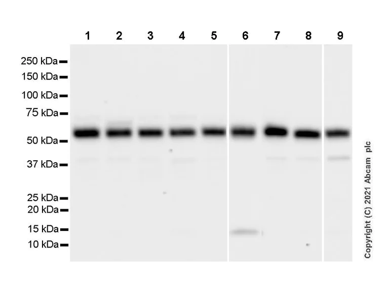 Western blot - Anti-Beclin 1 antibody [EPR19662] - Mouse IgG2a (Chimeric) - BSA and Azide free (AB289873)