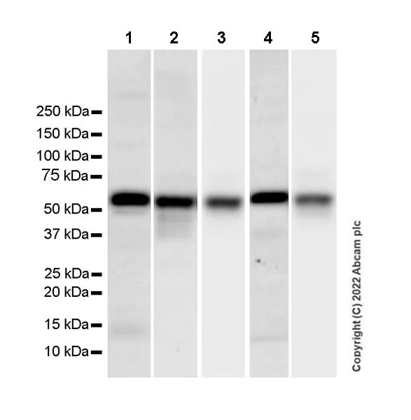 Western blot - Anti-Beclin 1 antibody [EPR19662] - Mouse IgG2a (Chimeric) - BSA and Azide free (AB289873)