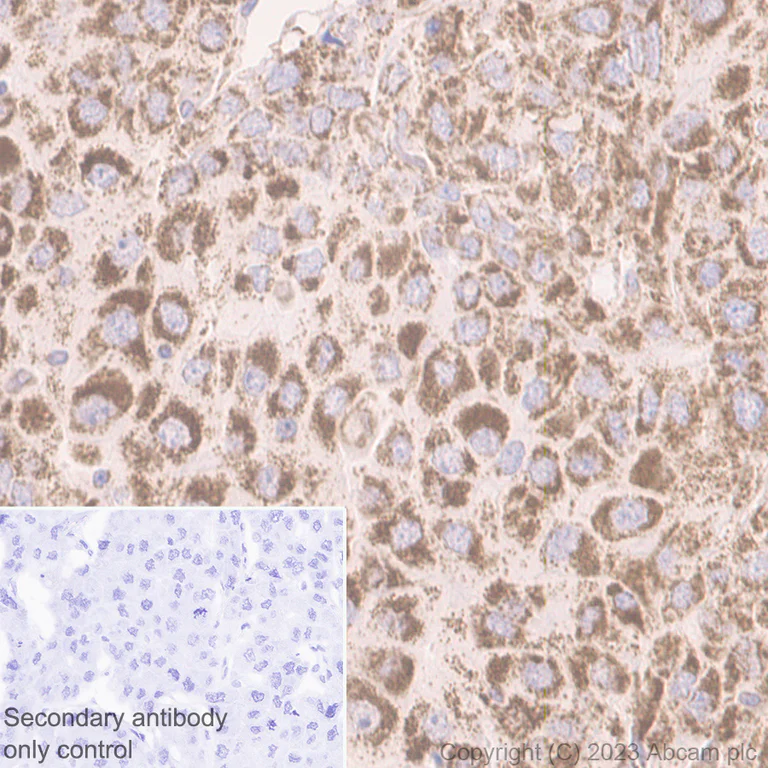 Immunohistochemistry (Formalin/PFA-fixed paraffin-embedded sections) - Anti-Beclin 1 antibody [EPR20473] (AB210498)