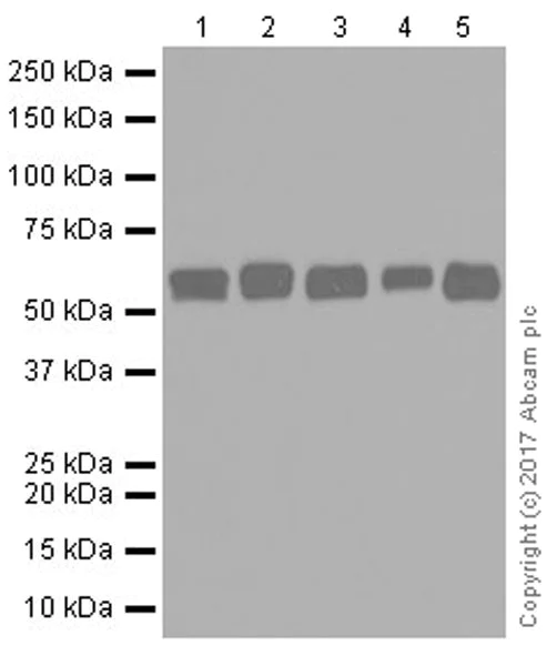 Western blot - Anti-Beclin 1 antibody [EPR20473] (AB210498)