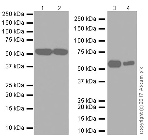 Western blot - Anti-Beclin 1 antibody [EPR20473] (AB210498)