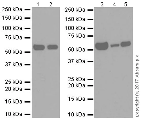 Western blot - Anti-Beclin 1 antibody [EPR20473] (AB210498)