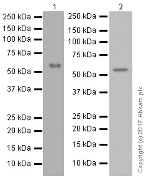 Western blot - Anti-Beclin 1 antibody [EPR20473] (AB210498)