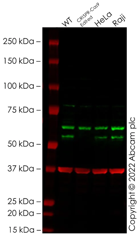 Western blot - Anti-Beclin 1 antibody [EPR20473] (AB210498)