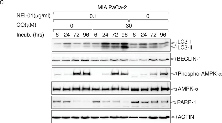 Western blot - Anti-Beclin 1 antibody [EPR20473] (AB210498)