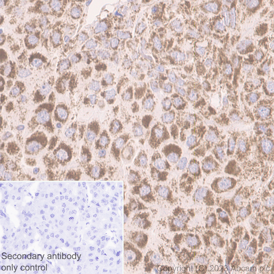 Immunohistochemistry (Formalin/PFA-fixed paraffin-embedded sections) - Anti-Beclin 1 antibody [EPR20473] - BSA and Azide free (AB232461), expandable thumbnail