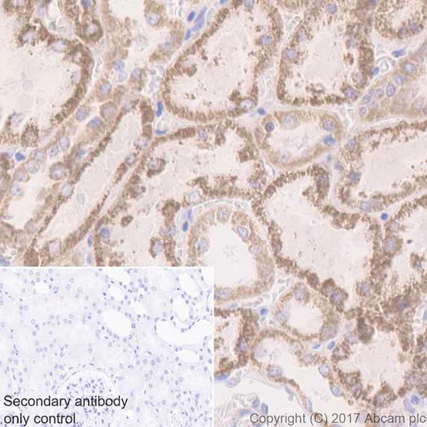 Immunohistochemistry (Formalin/PFA-fixed paraffin-embedded sections) - Anti-Beclin 1 antibody [EPR20473] - BSA and Azide free (AB232461)