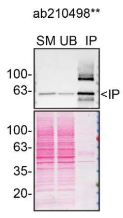Immunoprecipitation - Anti-Beclin 1 antibody [EPR20473] - BSA and Azide free (AB232461)