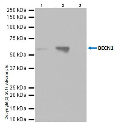 Immunoprecipitation - Anti-Beclin 1 antibody [EPR20473] - BSA and Azide free (AB232461), expandable thumbnail