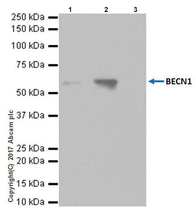 Immunoprecipitation - Anti-Beclin 1 antibody [EPR20473] - BSA and Azide free (AB232461)