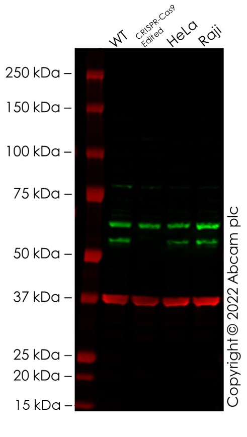 Western blot - Anti-Beclin 1 antibody [EPR20473] - BSA and Azide free (AB232461), expandable thumbnail