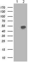 Western blot - Anti-Beclin 1 antibody [OTI4A10] (AB118148)