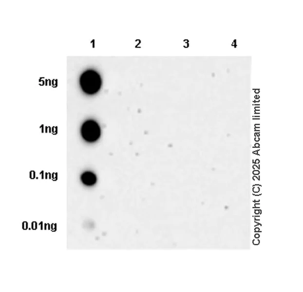 Dot Blot - Anti-Beclin-1 (phospho S90) antibody [EPR26903-61R] - BSA and Azide free (AB325248)
