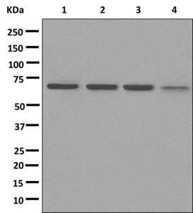 Western blot - Anti-BEGAIN antibody [EPR11155] (AB172619)