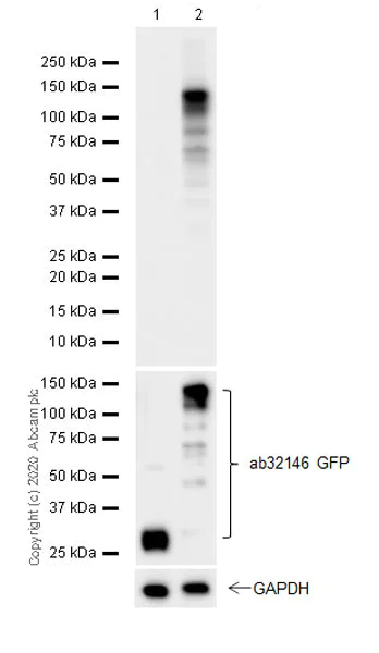 Western blot - Anti-BEND3 antibody [EPR21038-60] (AB215708)