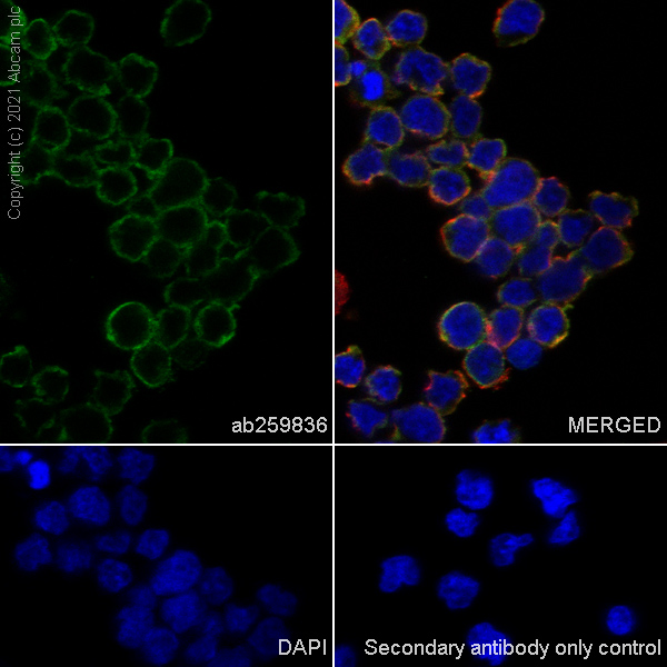 Immunocytochemistry/ Immunofluorescence - Anti-Bestrophin/BEST1 antibody [EPR23926-112] (AB259836), expandable thumbnail