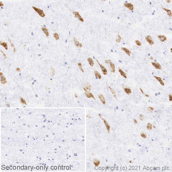 Immunohistochemistry (Frozen sections) - Anti-Bestrophin/BEST1 antibody [EPR23926-112] (AB259836), expandable thumbnail