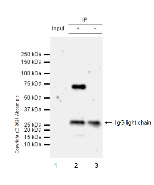 Immunoprecipitation - Anti-Bestrophin/BEST1 antibody [EPR23926-112] (AB259836), expandable thumbnail