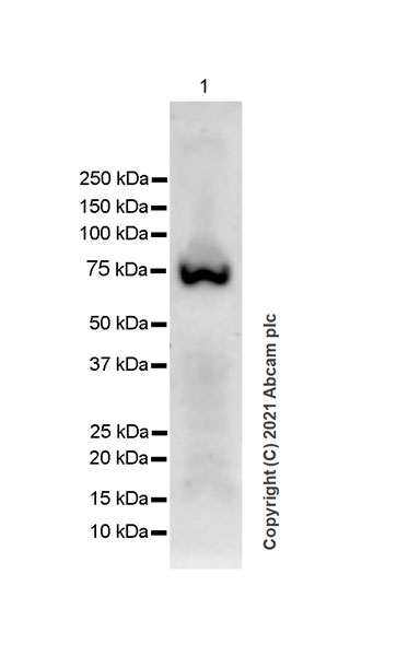 Western blot - Anti-Bestrophin/BEST1 antibody [EPR23926-112] (ab259836), expandable thumbnail