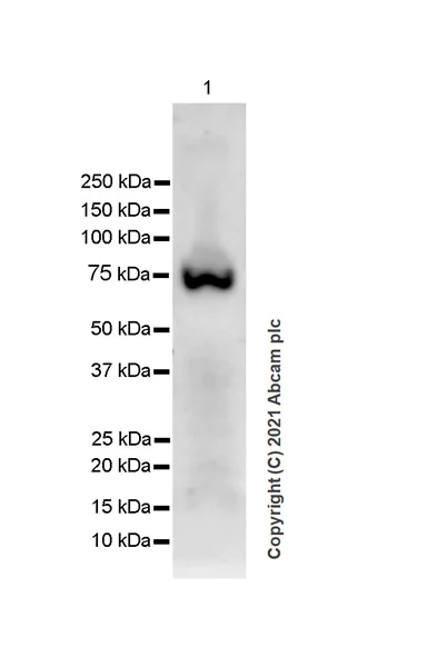 Western blot - Anti-Bestrophin/BEST1 antibody [EPR23926-112] (AB259836)