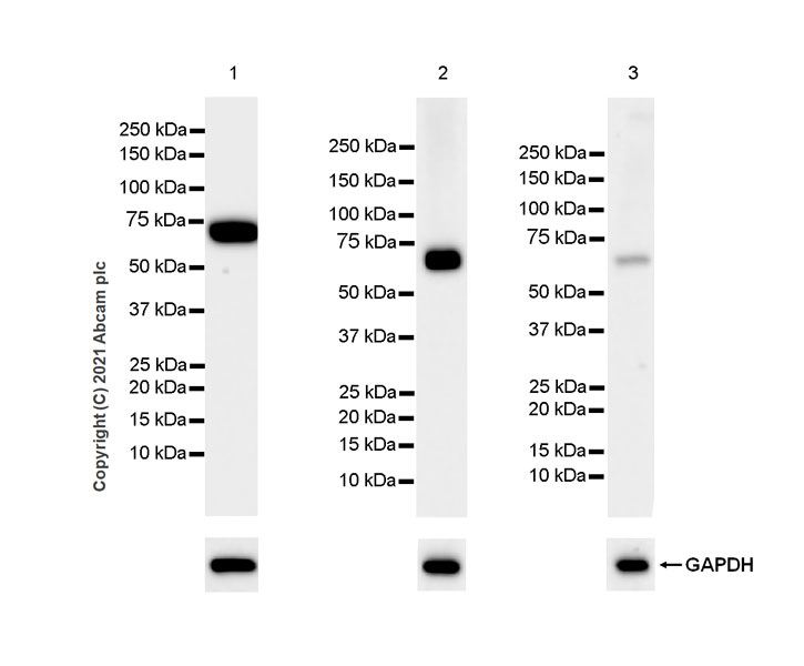 Western blot - Anti-Bestrophin/BEST1 antibody [EPR23926-112] (AB259836), expandable thumbnail