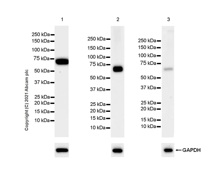 Western blot - Anti-Bestrophin/BEST1 antibody [EPR23926-112] (AB259836)